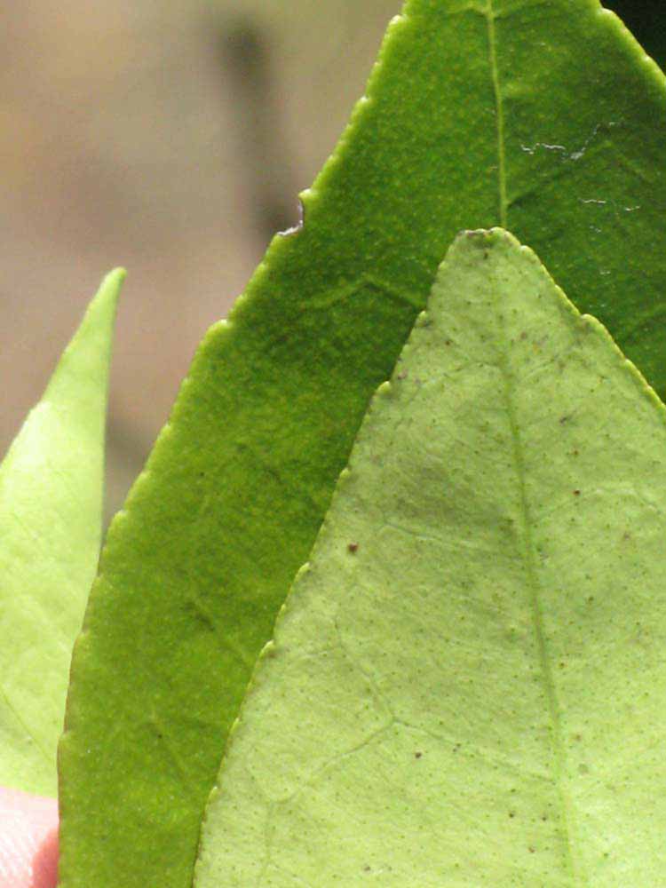              Margin (Winter Haven, FL)       